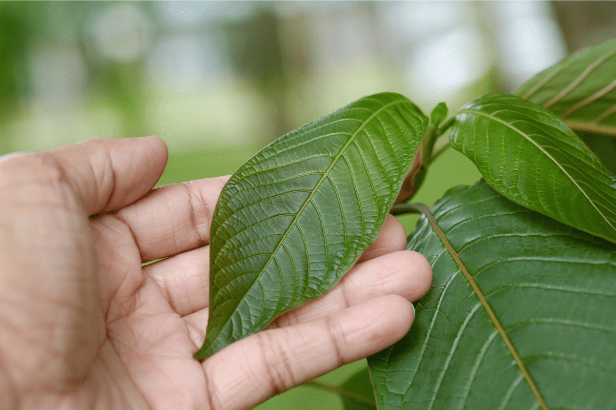 průvodce dávkováním kratomu pro začátečníky: naučte se správné množství a tipy pro bezpečné užívání.
