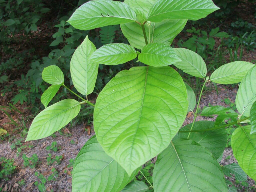 objevte kratom jako přírodní alternativu ke kávě, která nabízí energii a soustředění bez nežádoucích účinků.