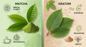 objevte rozdíly mezi druhy kratomu a jejich možnosti využití v různých oblastech. kompletní průvodce pro bezpečné a efektivní používání kratomu.