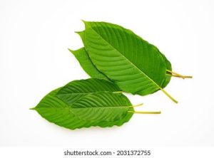 objevte roli kratomu v thajské medicíně a jeho tradiční využití pro podporu zdraví a pohody.