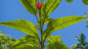 objevte účinky rostliny mitragyna speciosa, známé také jako kratom, a zjistěte, jak ovlivňuje tělo a mysl.
