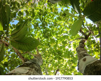 naučte se, jak pěstovat mitragyna speciosa (kratom) doma bezpečně a efektivně díky našim praktickým tipům a radám.