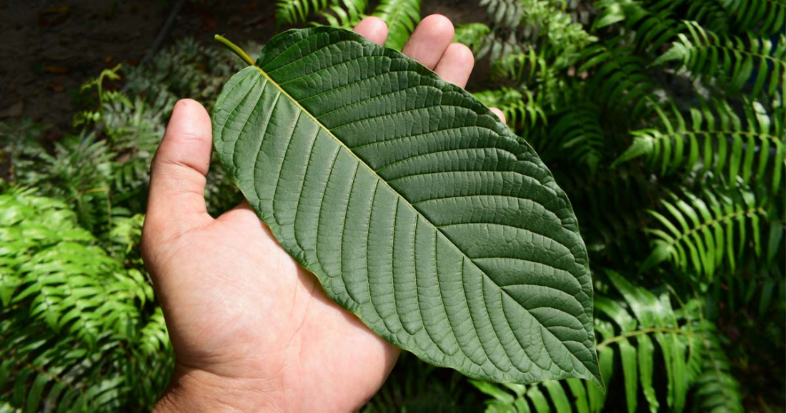 aktuální přehled právního postavení kratomu v evropské unii pro rok 2025, včetně legislativních změn a dopadů na uživatele.