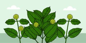 objevte účinky kratomu podle dávky a jeho vliv na lidské tělo. naučte se, jak bezpečně používat kratom pro optimální výsledky.