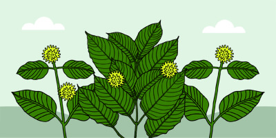 objevte účinky kratomu podle dávky a jeho vliv na lidské tělo. naučte se, jak bezpečně používat kratom pro optimální výsledky.