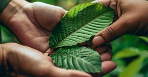 objevte zkušenosti s kratomem, jeho klady a zápory. přečtěte si skutečné recenze a zjistěte, jaké účinky můžete očekávat.